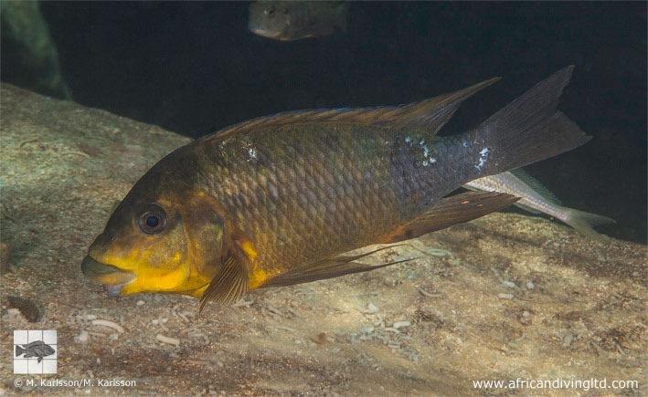Petrochromis sp. 'kasumbe rainbow' Kalala Island